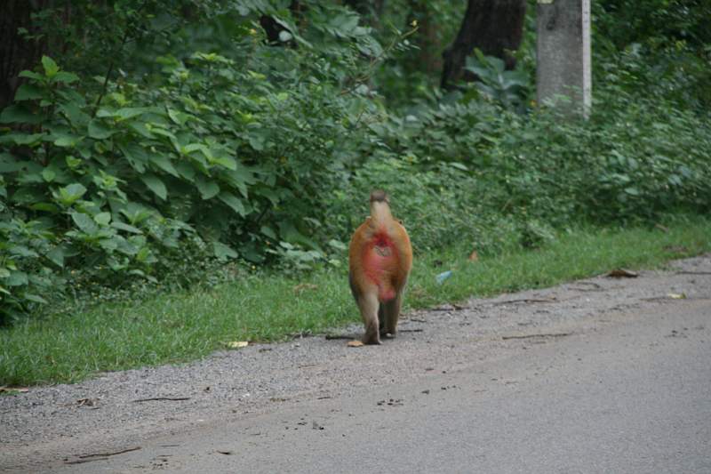 India & Nepal 2011 - 0684